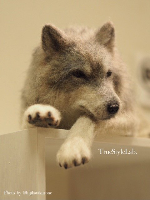 オオカミ 羊毛フェルト 和展 True Style Lab