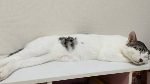 熟睡ねこ