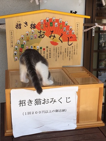 猫寺