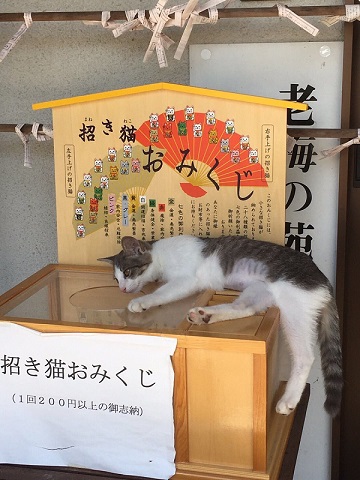 招き猫おみくじ