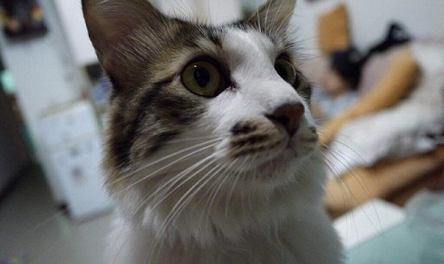 ねとらぼ生物部編集長