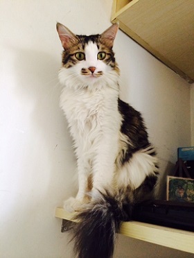 ねとらぼ生物部編集長