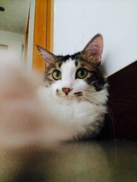 ねとらぼ生物部編集長