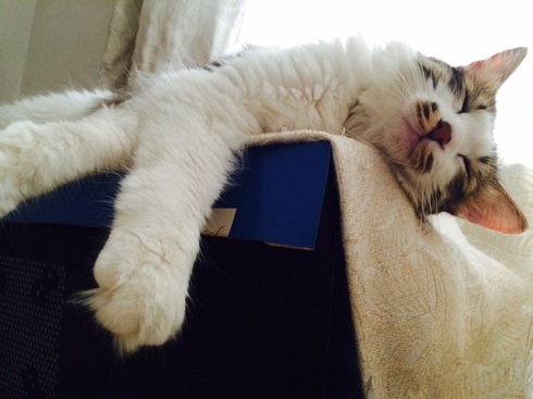 ねとらぼ生物部編集長