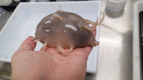 センジュナマコ