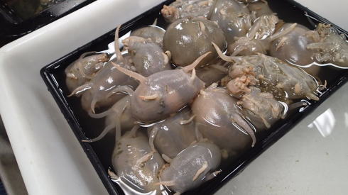 センジュナマコ