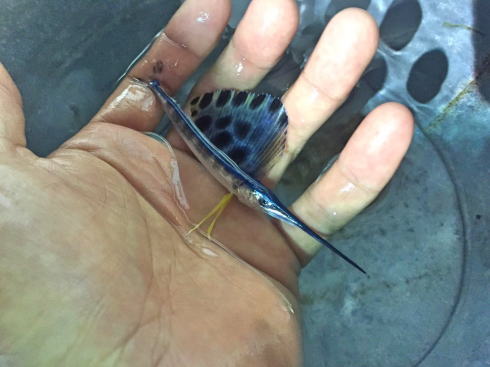 これがあんなにでかくなるのか……!? “手のひらサイズ”のカジキが