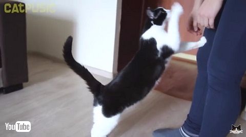 猫動画