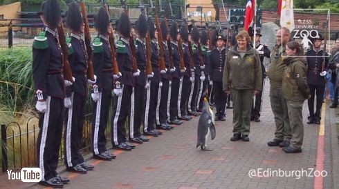 ニルス・オーラヴ 准将 昇進 ペンギン ノルウェー軍