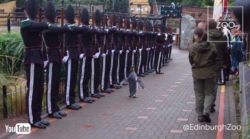 ニルス・オーラヴ 准将 昇進 ペンギン ノルウェー軍