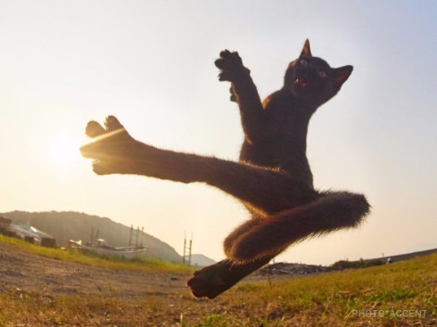 猫 黒猫拳 写真 アクセント