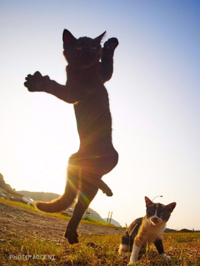 猫 黒猫拳 写真 アクセント