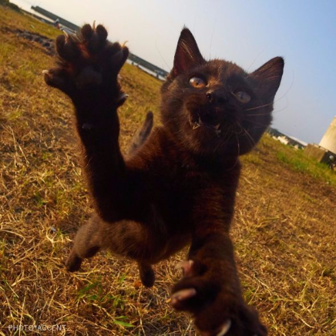 猫 黒猫拳 写真 アクセント