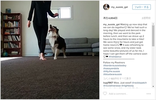 アイリッシュダンスを踊る犬