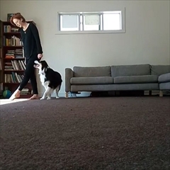 アイリッシュダンスを踊る犬