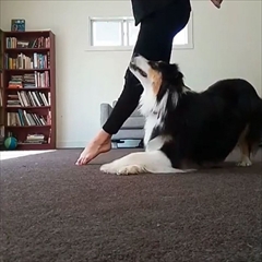 アイリッシュダンスを踊る犬