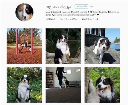 アイリッシュダンスを踊る犬