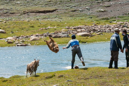 ぶん投げられるひつじ
