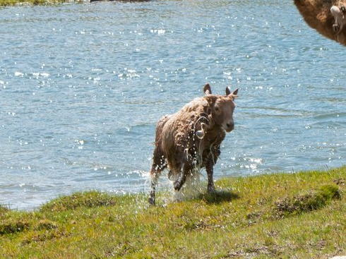 ぶん投げられるひつじ
