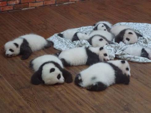 パンダ　赤ちゃん　天国
