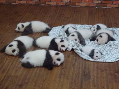 パンダ　赤ちゃん　天国