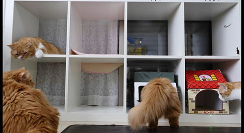 猫マンション
