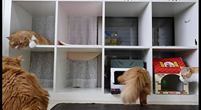 猫マンション