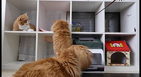 猫マンション
