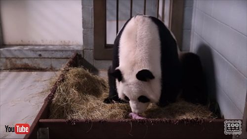 アトランタ動物園パンダ誕生