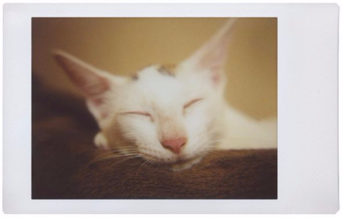 ロモグラフィー Lomo’Instant Automat インスタント写真 クラウドファンディング