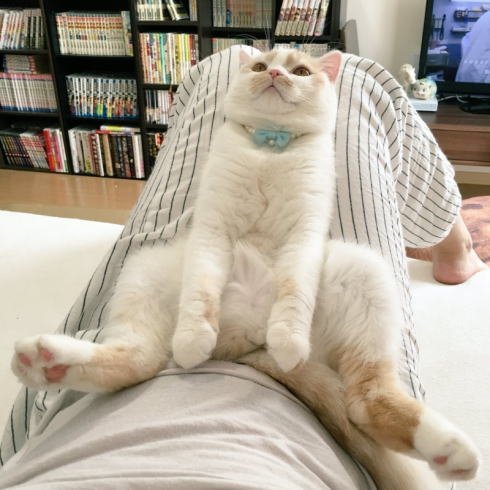 コマネチポーズの猫