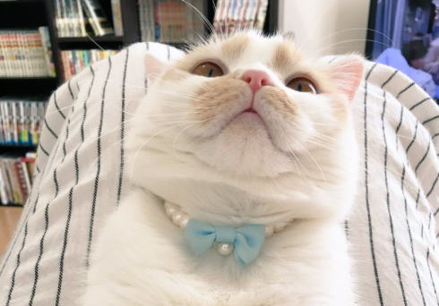 コマネチポーズの猫