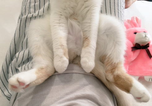 コマネチポーズの猫