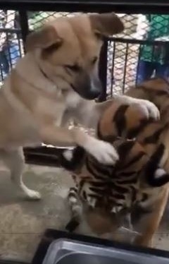 ノースサファリサッポロ　犬とトラ