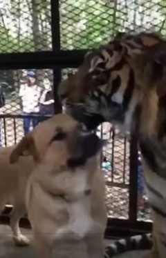 ノースサファリサッポロ　犬とトラ