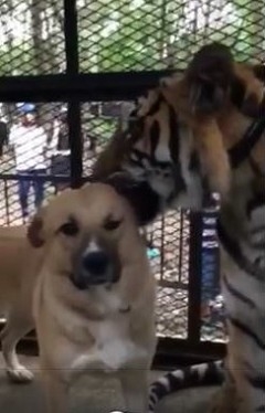 ノースサファリサッポロ　犬とトラ