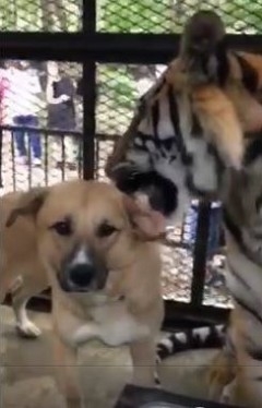 ノースサファリサッポロ　犬とトラ