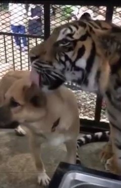 ノースサファリサッポロ　犬とトラ