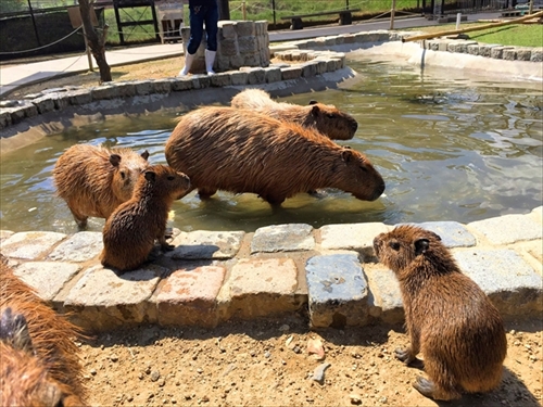 ハーベストの丘　カピバラの赤ちゃん