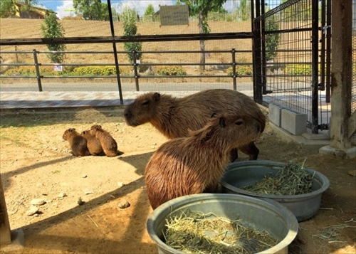 ハーベストの丘　カピバラの赤ちゃん