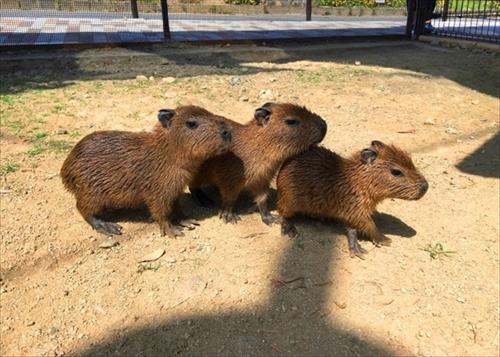 ハーベストの丘　カピバラの赤ちゃん