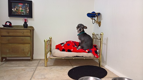 犬の部屋