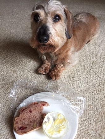 ねとらぼ生物部編集長