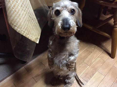 ねとらぼ生物部編集長