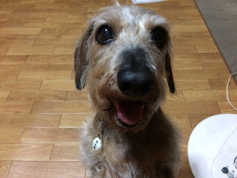 ねとらぼ生物部編集長