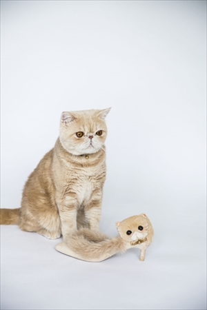 マッシュ×ランダ　コラボシューズ