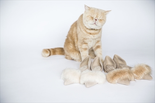 マッシュ×ランダ　コラボシューズ