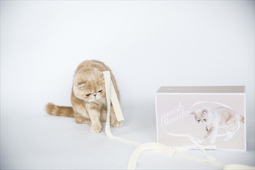 マッシュ×ランダ　コラボシューズ