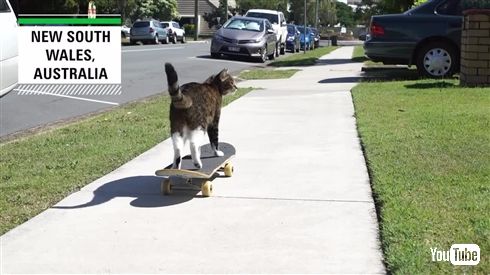 1分間に最も多く芸ができる猫がギネス認定
