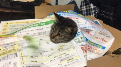 猫
